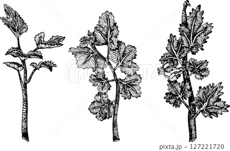 Detailed, engraving botanical illustrations of gooseberry plants Detailed, engraving botanical illustrations of gooseberry plants 127221720