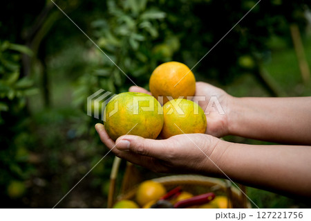 Business farm ripe orange concept farmer hand pick nature fruit citrus orchard mandarin tree growing organic lush leaves background green vibrant garden crop leaf laden branches plant close up growth 127221756