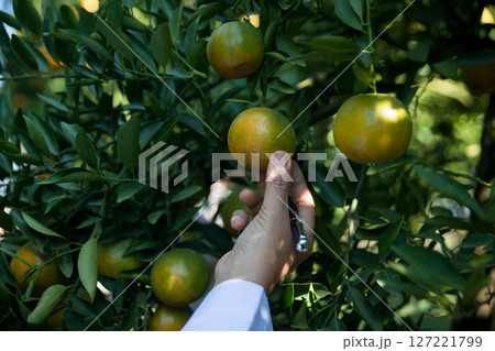 Business farm ripe orange concept farmer hand pick nature fruit citrus orchard mandarin tree growing organic lush leaves background green vibrant garden crop leaf laden branches plant close up growth 127221799