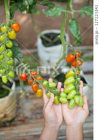 Smart farming techniques hydroponic salad vegetables technology tomato red green ensuring fresh sustainable produce agriculture promotes healthy eating support farmer living local community non gmo Smart farming techniques hydroponic salad vegetables technology tomato red green ensuring fresh sustainable produce agriculture promotes healthy eating support farmer living local community non gmo 127221841