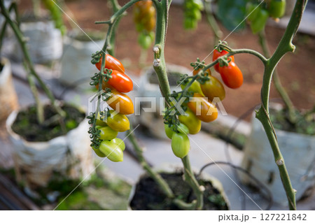 Smart farming techniques hydroponic salad vegetables technology tomato red green ensuring fresh sustainable produce agriculture promotes healthy eating support farmer living local community non gmo Smart farming techniques hydroponic salad vegetables technology tomato red green ensuring fresh sustainable produce agriculture promotes healthy eating support farmer living local community non gmo 127221842