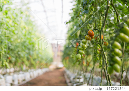 Smart farming techniques hydroponic salad vegetables technology tomato red green ensuring fresh sustainable produce agriculture promotes healthy eating support farmer living local community non gmo Smart farming techniques hydroponic salad vegetables technology tomato red green ensuring fresh sustainable produce agriculture promotes healthy eating support farmer living local community non gmo 127221844
