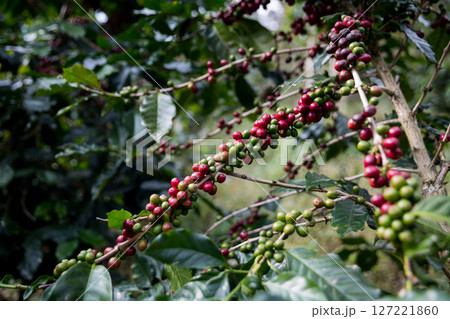 Farmer concept harvest ripe coffee seed robusta arabica berry close up fresh green leaf bean picking orange crop red yellow berries raw plant tree smart farm growth blur background eco organic garden 127221860