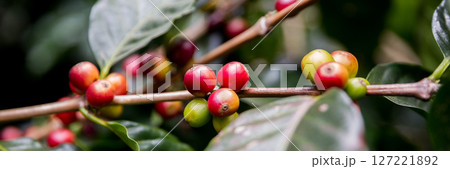 Farmer concept harvest ripe coffee seed robusta arabica berry close up fresh green leaf bean picking orange crop red yellow berries raw plant tree smart farm growth blur background eco organic garden Farmer concept harvest ripe coffee seed robusta arabica berry close up fresh green leaf bean picking orange crop red yellow berries raw plant tree smart farm growth blur background eco organic garden 127221892