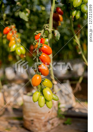 Smart farming techniques hydroponic salad vegetables technology tomato red green ensuring fresh sustainable produce agriculture promotes healthy eating support farmer living local community non gmo 127221899