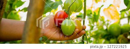 Smart farming techniques hydroponic salad vegetables business farm technology ensuring fresh sustainable produce farmer hand pick non gmo tomato red yellow green agriculture promotes support living 127221925