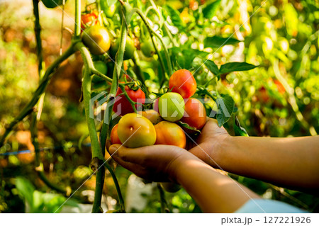 Smart farming techniques hydroponic salad vegetables business farm technology ensuring fresh sustainable produce farmer hand pick non gmo tomato red yellow green agriculture promotes support living Smart farming techniques hydroponic salad vegetables business farm technology ensuring fresh sustainable produce farmer hand pick non gmo tomato red yellow green agriculture promotes support living 127221926