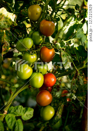 Smart farming techniques hydroponic salad vegetables technology tomato red green ensuring fresh sustainable produce agriculture promotes healthy eating support farmer living local community non gmo Smart farming techniques hydroponic salad vegetables technology tomato red green ensuring fresh sustainable produce agriculture promotes healthy eating support farmer living local community non gmo 127221929