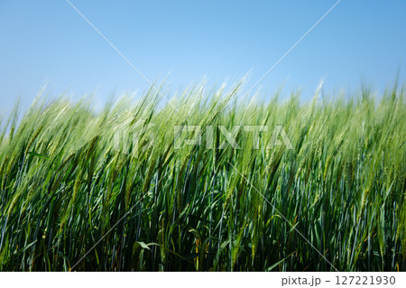 wheat farmer harvest business concept farming agronomist analyzing data barley examines food field summer cereal agriculture Smart farm modern management growth control organic summer background blur 127221930