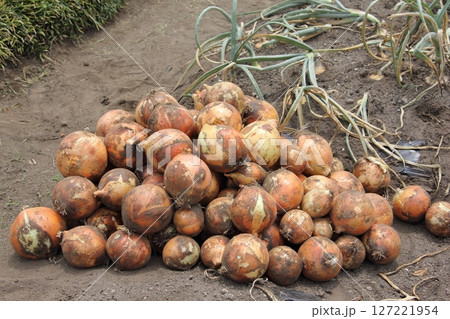収穫したタマネギ 127221954