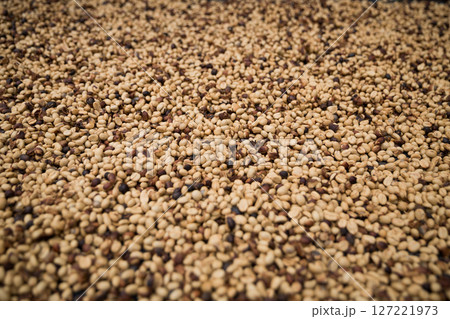 Farmer concept harvest ripe coffee seed robusta arabica berry close up fresh green leaf bean picking orange crop red yellow berries raw plant tree smart farm growth blur background eco organic garden Farmer concept harvest ripe coffee seed robusta arabica berry close up fresh green leaf bean picking orange crop red yellow berries raw plant tree smart farm growth blur background eco organic garden 127221973