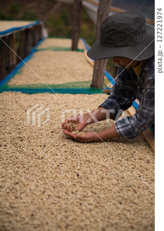 Farmer concept hand harvest ripe coffee seed robusta arabica berry close up fresh green leaf bean picking orange crop red yellow berries raw plant tree farm growth blur background eco organic garden Farmer concept hand harvest ripe coffee seed robusta arabica berry close up fresh green leaf bean picking orange crop red yellow berries raw plant tree farm growth blur background eco organic garden 127221974