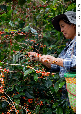 Farmer concept hand harvest ripe coffee seed robusta arabica berry close up fresh green leaf bean picking orange crop red yellow berries raw plant tree farm growth blur background eco organic garden Farmer concept hand harvest ripe coffee seed robusta arabica berry close up fresh green leaf bean picking orange crop red yellow berries raw plant tree farm growth blur background eco organic garden 127221979