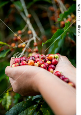 Farmer concept hand harvest ripe coffee seed robusta arabica berry close up fresh green leaf bean picking orange crop red yellow berries raw plant tree farm growth blur background eco organic garden Farmer concept hand harvest ripe coffee seed robusta arabica berry close up fresh green leaf bean picking orange crop red yellow berries raw plant tree farm growth blur background eco organic garden 127221980