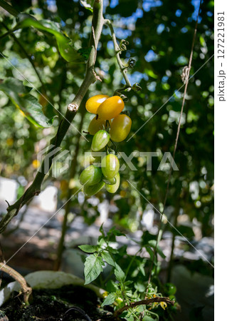 Smart farming techniques hydroponic salad vegetables technology tomato red green ensuring fresh sustainable produce agriculture promotes healthy eating support farmer living local community non gmo 127221981