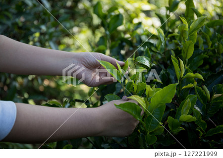 Business concept centers around fresh green tea reap background leaves organic farm with banner lush garden healthy plant tree leaves eco herbal farmer blur leaf plantation Freshness herbal natural 127221999