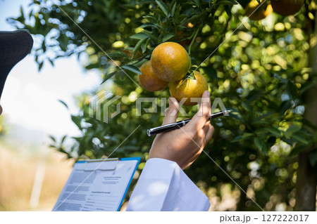 Business farm ripe orange concept farmer hand pick nature fruit citrus orchard mandarin tree growing organic lush leaves background green vibrant garden crop leaf laden branches plant close up growth 127222017