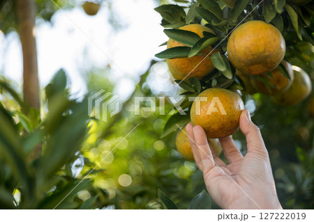 Business farm ripe orange concept farmer hand pick nature fruit citrus orchard mandarin tree growing organic lush leaves background green vibrant garden crop leaf laden branches plant close up growth Business farm ripe orange concept farmer hand pick nature fruit citrus orchard mandarin tree growing organic lush leaves background green vibrant garden crop leaf laden branches plant close up growth 127222019