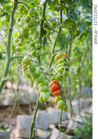 Smart farming techniques hydroponic salad vegetables technology tomato red green ensuring fresh sustainable produce agriculture promotes healthy eating support farmer living local community non gmo 127222042