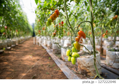 Smart farming techniques hydroponic salad vegetables technology tomato red green ensuring fresh sustainable produce agriculture promotes healthy eating support farmer living local community non gmo Smart farming techniques hydroponic salad vegetables technology tomato red green ensuring fresh sustainable produce agriculture promotes healthy eating support farmer living local community non gmo 127222046