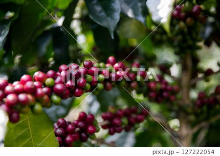 Farmer concept harvest ripe coffee seed robusta arabica berry close up fresh green leaf bean picking orange crop red yellow berries raw plant tree smart farm growth blur background eco organic garden 127222054