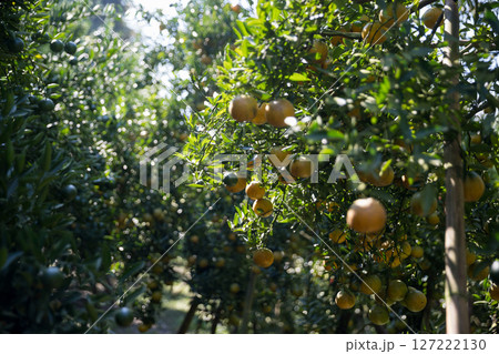 Business farm orange concept nature fruit citrus orchard mandarin tree growing, vibrant organic lush leaves background farmer green garden crop leaf ripe laden branches plant close up farming growth. 127222130