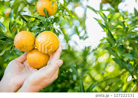 Business farm ripe orange concept farmer hand pick nature fruit citrus orchard mandarin tree growing organic lush leaves background green vibrant garden crop leaf laden branches plant close up growth Business farm ripe orange concept farmer hand pick nature fruit citrus orchard mandarin tree growing organic lush leaves background green vibrant garden crop leaf laden branches plant close up growth 127222131