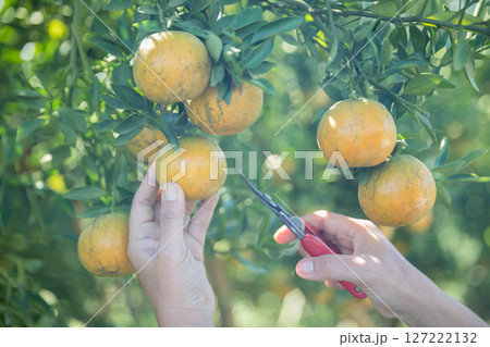 Business farm ripe orange concept farmer hand pick nature fruit citrus orchard mandarin tree growing organic lush leaves background green vibrant garden crop leaf laden branches plant close up growth 127222132