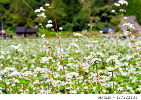 そばの花 127222133