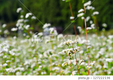 そばの花 そばの花 127222136