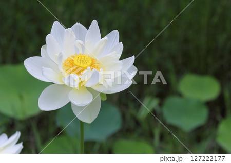 一輪の白い蓮の花のクローズアップ 【白蓮】 【満開】 127222177