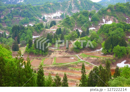 春を待つ残雪のぶなの森 127222214