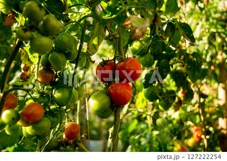 Smart farming techniques hydroponic salad vegetables technology tomato red green ensuring fresh sustainable produce agriculture promotes healthy eating support farmer living local community non gmo 127222254