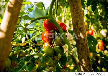 Smart farming techniques hydroponic salad vegetables technology tomato red green ensuring fresh sustainable produce agriculture promotes healthy eating support farmer living local community non gmo 127222255