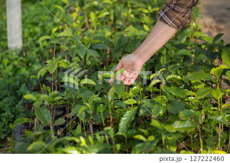 Smart hand farming techniques hydroponic fresh garden produce agriculture promotes farmer concept seedling coffee pot fresh green plant tree farm growth blur background organic garden cultivate 127222460