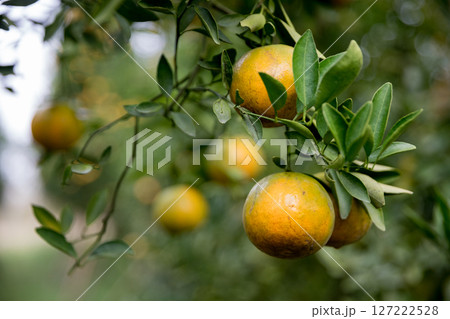Business farm orange concept nature fruit citrus orchard mandarin tree growing, vibrant organic lush leaves background farmer green garden crop leaf ripe laden branches plant close up farming growth. Business farm orange concept nature fruit citrus orchard mandarin tree growing, vibrant organic lush leaves background farmer green garden crop leaf ripe laden branches plant close up farming growth. 127222528
