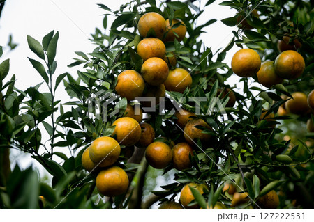 Business farm orange concept nature fruit citrus orchard mandarin tree growing, vibrant organic lush leaves background farmer green garden crop leaf ripe laden branches plant close up farming growth. 127222531