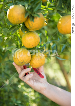 Business farm ripe orange concept farmer hand pick nature fruit citrus orchard mandarin tree growing organic lush leaves background green vibrant garden crop leaf laden branches plant close up growth 127222569