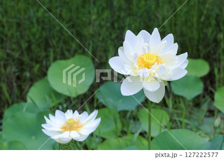 白い蓮の花のクローズアップ 【白蓮】 【満開】 白い蓮の花のクローズアップ 【白蓮】 【満開】 127222577