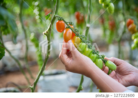 Smart farming techniques hydroponic salad vegetables technology tomato red green ensuring fresh sustainable produce agriculture promotes healthy eating support farmer living local community non gmo 127222600