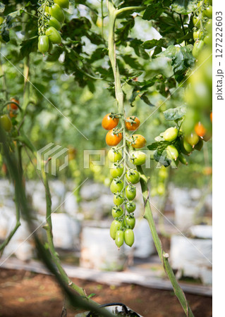 Smart farming techniques hydroponic salad vegetables technology tomato red green ensuring fresh sustainable produce agriculture promotes healthy eating support farmer living local community non gmo Smart farming techniques hydroponic salad vegetables technology tomato red green ensuring fresh sustainable produce agriculture promotes healthy eating support farmer living local community non gmo 127222603