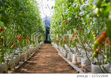 Smart farming techniques hydroponic salad vegetables technology tomato red green ensuring fresh sustainable produce agriculture promotes healthy eating support farmer living local community non gmo 127222606