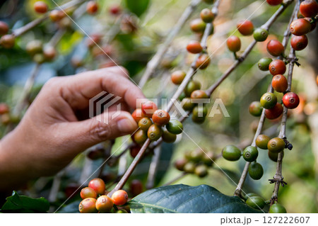 Farmer concept hand harvest ripe coffee seed robusta arabica berry close up fresh green leaf bean picking orange crop red yellow berries raw plant tree farm growth blur background eco organic garden 127222607