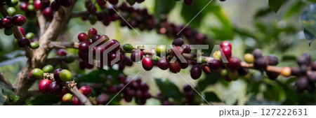 Farmer concept harvest ripe coffee seed robusta arabica berry close up fresh green leaf bean picking orange crop red yellow berries raw plant tree smart farm growth blur background eco organic garden 127222631