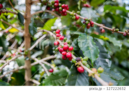 Farmer concept harvest ripe coffee seed robusta arabica berry close up fresh green leaf bean picking orange crop red yellow berries raw plant tree smart farm growth blur background eco organic garden Farmer concept harvest ripe coffee seed robusta arabica berry close up fresh green leaf bean picking orange crop red yellow berries raw plant tree smart farm growth blur background eco organic garden 127222632