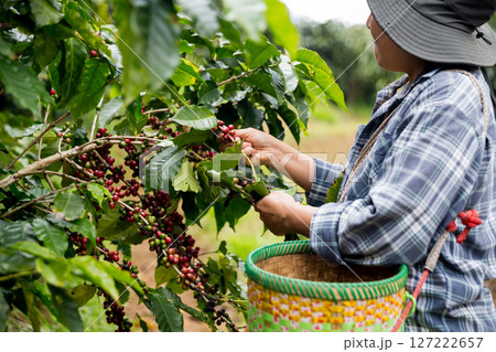 Farmer concept hand harvest ripe coffee seed robusta arabica berry close up fresh green leaf bean picking orange crop red yellow berries raw plant tree farm growth blur background eco organic garden 127222657