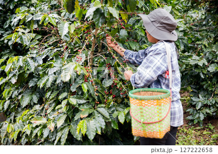 Farmer concept hand harvest ripe coffee seed robusta arabica berry close up fresh green leaf bean picking orange crop red yellow berries raw plant tree farm growth blur background eco organic garden Farmer concept hand harvest ripe coffee seed robusta arabica berry close up fresh green leaf bean picking orange crop red yellow berries raw plant tree farm growth blur background eco organic garden 127222658