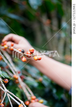 Farmer concept hand harvest ripe coffee seed robusta arabica berry close up fresh green leaf bean picking orange crop red yellow berries raw plant tree farm growth blur background eco organic garden Farmer concept hand harvest ripe coffee seed robusta arabica berry close up fresh green leaf bean picking orange crop red yellow berries raw plant tree farm growth blur background eco organic garden 127222661