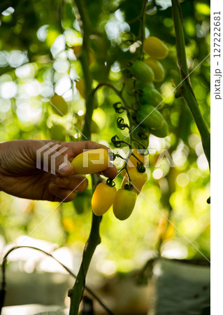 Smart farming techniques hydroponic salad vegetables business farm technology ensuring fresh sustainable produce farmer hand pick non gmo tomato red yellow green agriculture promotes support living 127222681