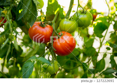 Smart farming techniques hydroponic salad vegetables technology tomato red green ensuring fresh sustainable produce agriculture promotes healthy eating support farmer living local community non gmo 127222691